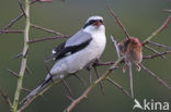 Klapekster (Lanius excubitor) 