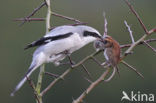 Klapekster (Lanius excubitor) 