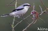 Klapekster (Lanius excubitor) 