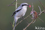 Klapekster (Lanius excubitor) 