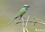 Kleine Groene Bijeneter (Merops orientalis)