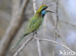 Kleine Groene Bijeneter (Merops orientalis)