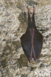 Kleine hoefijzerneus (Rhinolophus hipposideros) 