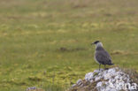 Parasitic Jaeger (Stercorarius parasiticus)