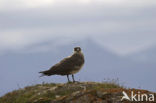 Parasitic Jaeger (Stercorarius parasiticus)