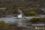 Parasitic Jaeger (Stercorarius parasiticus)