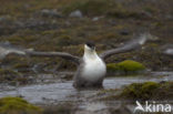 Parasitic Jaeger (Stercorarius parasiticus)