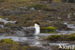 Parasitic Jaeger (Stercorarius parasiticus)