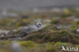 Parasitic Jaeger (Stercorarius parasiticus)