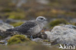 Parasitic Jaeger (Stercorarius parasiticus)