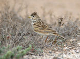 Kleine Kortteenleeuwerik (Calandrella rufescens)