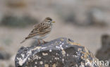 Kleine Kortteenleeuwerik (Calandrella rufescens)