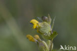Yellow-rattle (Rhinanthus minor)