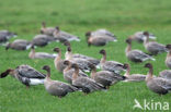 Pink-footed Goose (Anser brachyrhynchus)