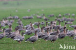 Pink-footed Goose (Anser brachyrhynchus)