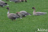 Pink-footed Goose (Anser brachyrhynchus)