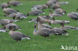 Pink-footed Goose (Anser brachyrhynchus)