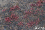 Oblong-leaved Sundew (Drosera intermedia)