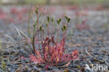 Oblong-leaved Sundew (Drosera intermedia)