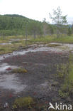 Oblong-leaved Sundew (Drosera intermedia)