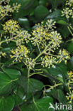 Common ivy (Hedera helix)