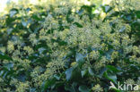 Common ivy (Hedera helix)