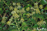 Common ivy (Hedera helix)