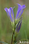 Klokjesgentiaan (Gentiana pneumonanthe) 