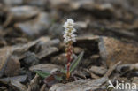 alpine bistort (Polygonum viviparum)