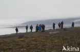 Kongsfjord