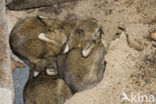 Rabbit (Oryctolagus cuniculus) 