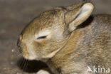 Rabbit (Oryctolagus cuniculus) 