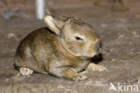 Rabbit (Oryctolagus cuniculus) 