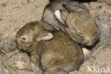 Rabbit (Oryctolagus cuniculus) 