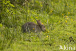 Rabbit (Oryctolagus cuniculus) 