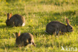 Rabbit (Oryctolagus cuniculus) 