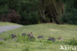 Rabbit (Oryctolagus cuniculus) 