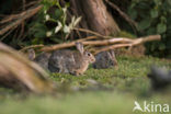 Rabbit (Oryctolagus cuniculus) 
