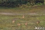 Rabbit (Oryctolagus cuniculus) 