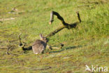 Rabbit (Oryctolagus cuniculus) 