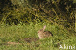 Konijn (Oryctolagus cuniculus) 