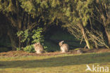 Rabbit (Oryctolagus cuniculus) 