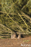 Rabbit (Oryctolagus cuniculus) 