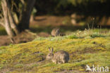 Rabbit (Oryctolagus cuniculus) 