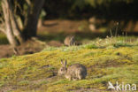 Konijn (Oryctolagus cuniculus) 