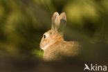 Rabbit (Oryctolagus cuniculus) 