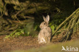 Rabbit (Oryctolagus cuniculus) 