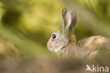 Rabbit (Oryctolagus cuniculus) 