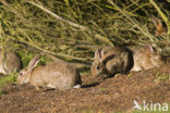 Konijn (Oryctolagus cuniculus) 