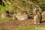 Konijn (Oryctolagus cuniculus) 